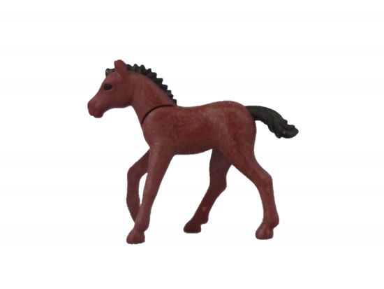 Pferd Fohlen Pferd Fohlen
