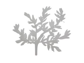 Ast Blätter Geäst Baum Ast Blätter Geäst Baum