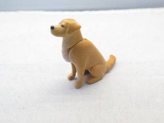 Hund, golden Retriever